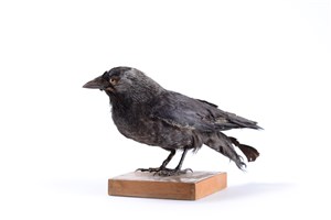 Image description is not available for 1983.100.1